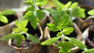 plant-999375_1920